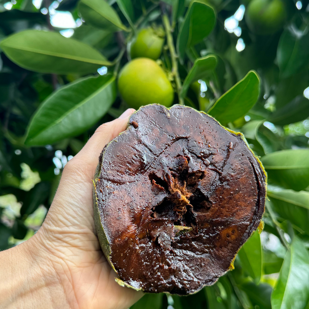 40% Off Black Sapote + FREE Shipping 💚🖤