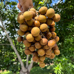 New Fruit Alert! Biew Kiew (BQ) Longan 🌳😍