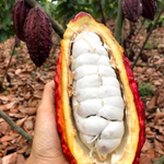 Cacao Season is Flourishing! 😋