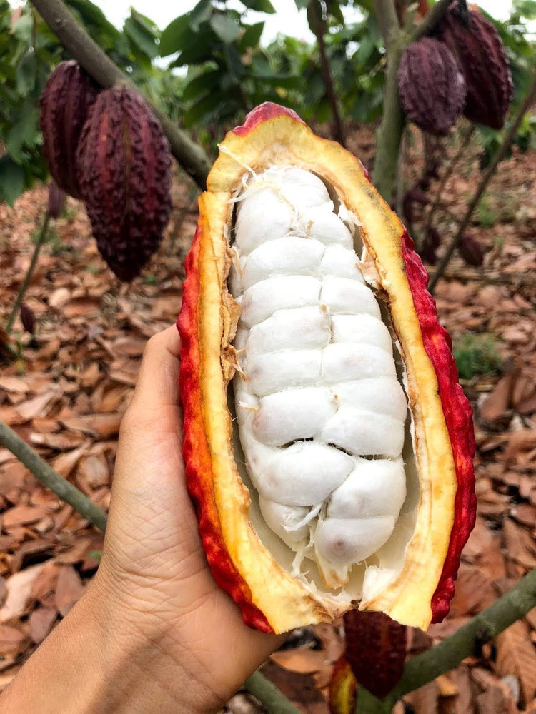 Cacao Season is Abundant! 😋