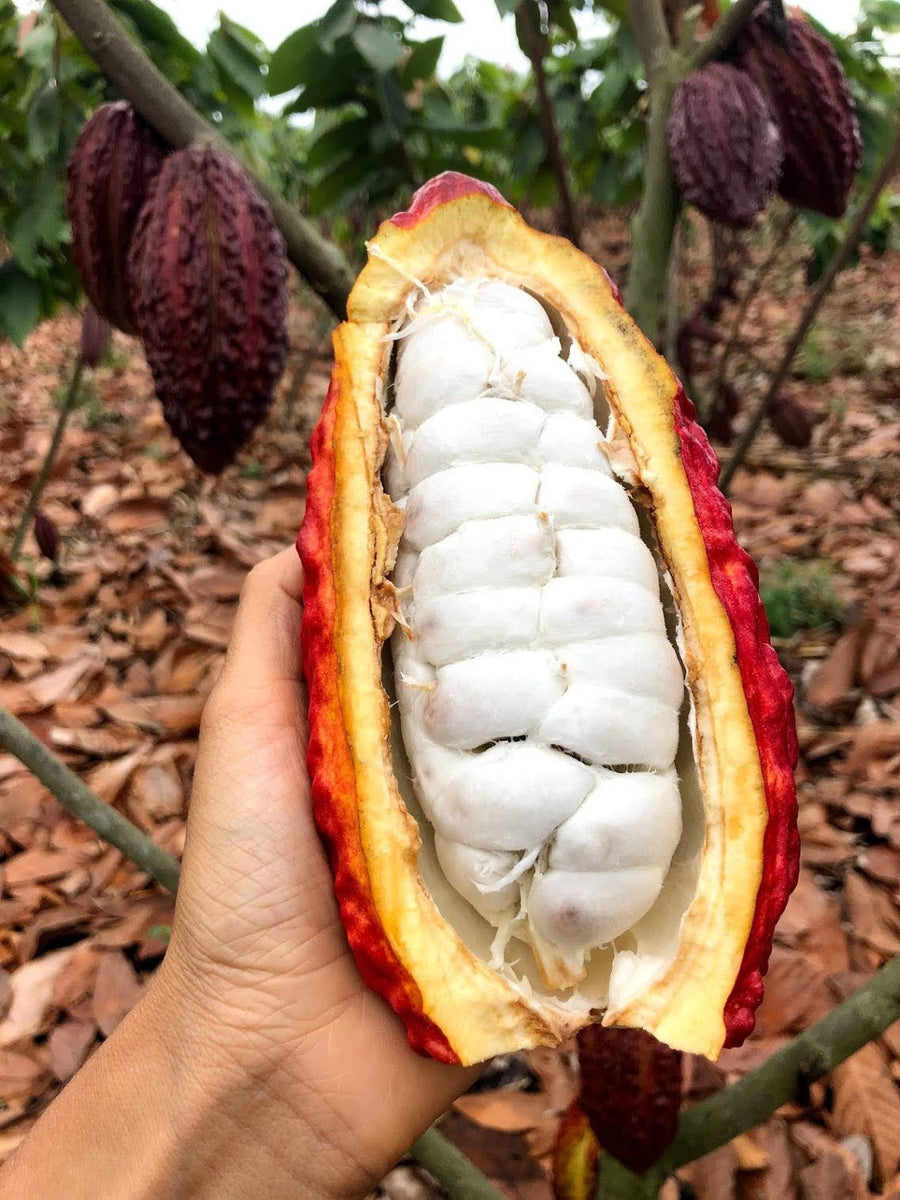 FREE Cacao Pod ️ – Miami Fruit