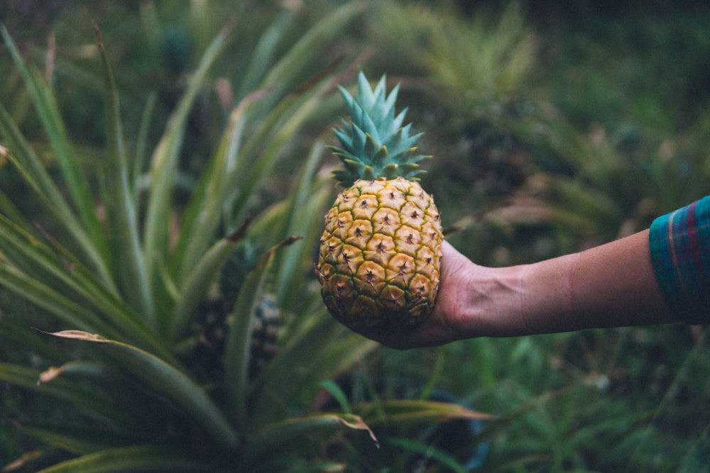 Harvest Update 🌈 + New Summer Fruits in Season! ☀️