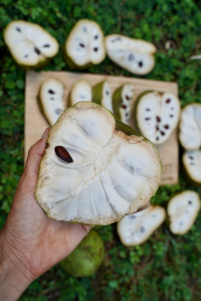 Cherimoya SALE 💚 Buy one get one FREE!!⚡️