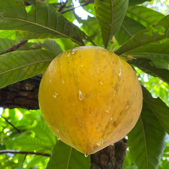 Eggfruit is in season 💛