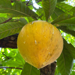 Eggfruit is in season 💛