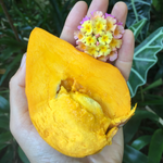 Eggfruit is in season for a limited time 💛 ✨