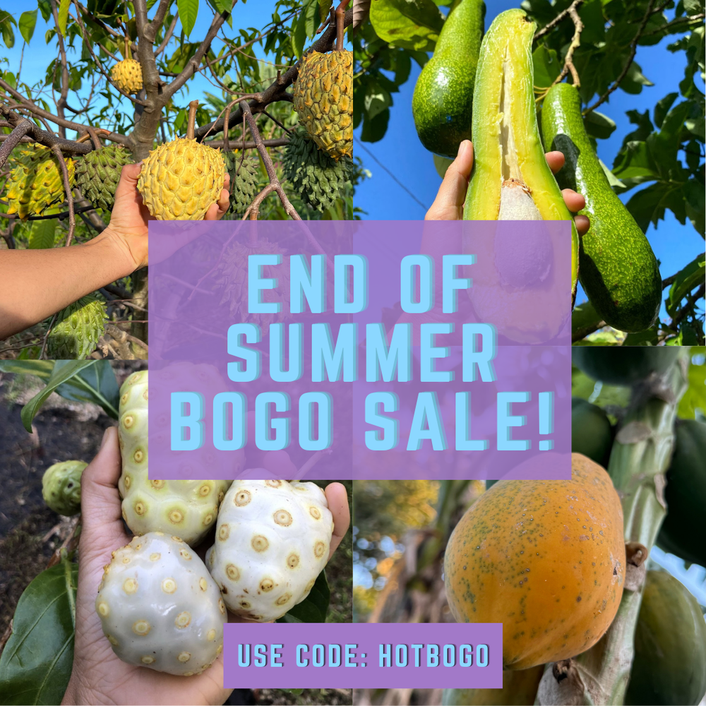 End of Summer BOGO Sale 🌞⌛️