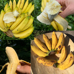 Banana Sale! 🍌🐒