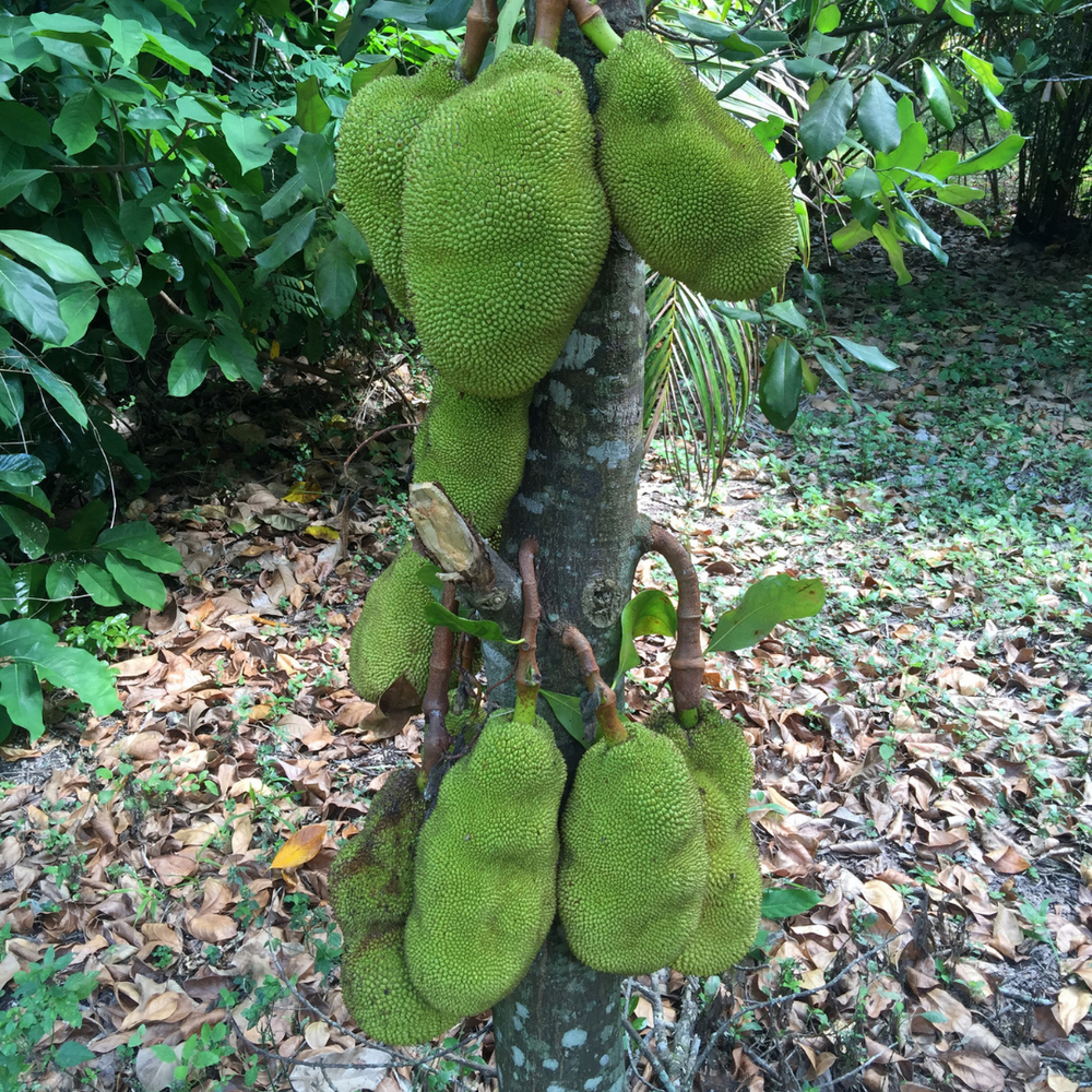 Green (unripe) Jackfruit season is here! 💚