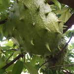 🎉Guanabana Goodness! + Harvest Update💚