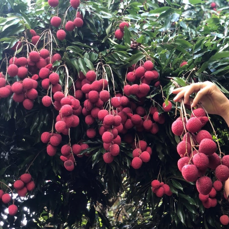 Lychee Pre-Orders are Open! 🍒 – Miami Fruit