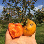 🌈What's in Season + Harvest Update💗