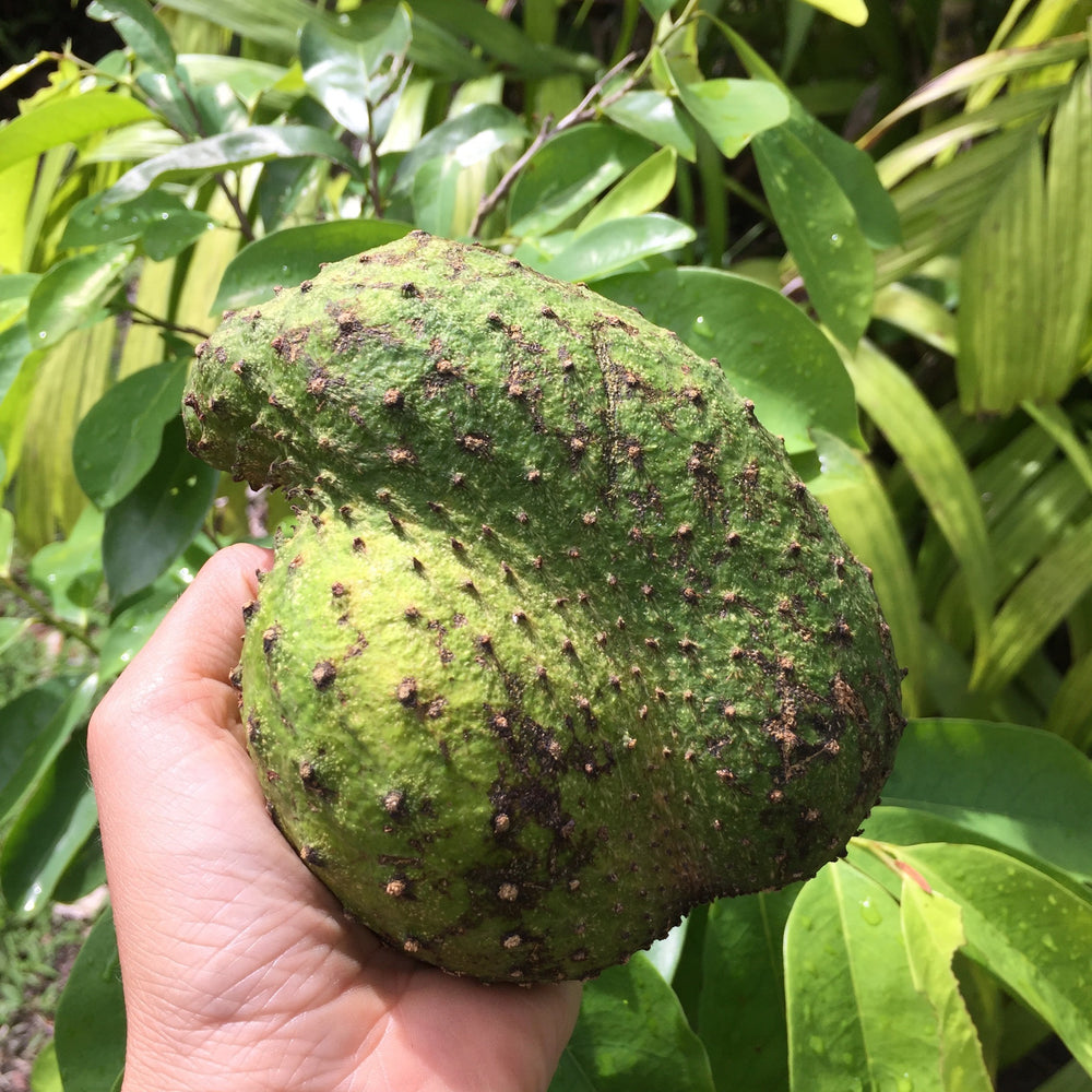 🌈Soursop Heaven + What's in Season + Harvest Update 😍