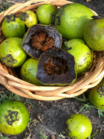 Black Sapote Season is almost over 💚 Harvest Update 🌈