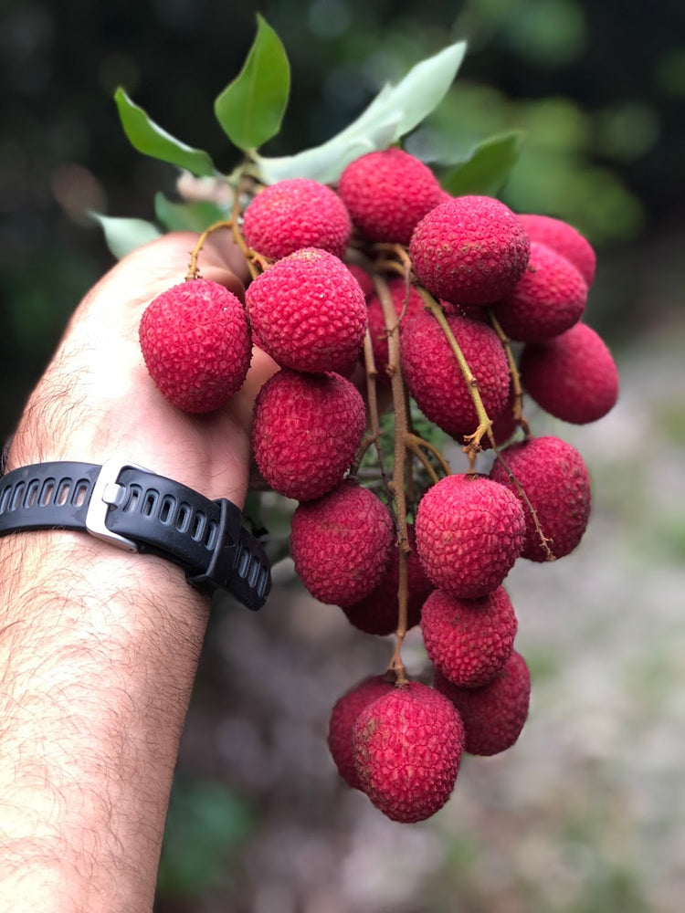 🍒 Lychee Update 🍒