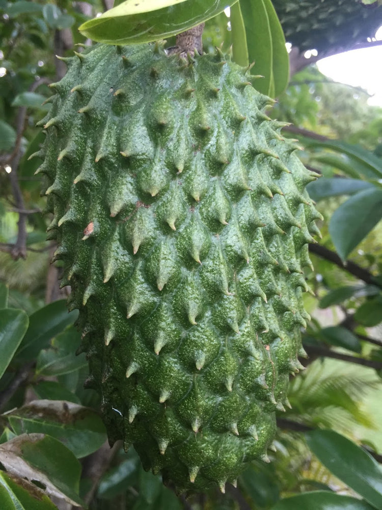 💚 SOURSOP SALE! ⚡️ $30 OFF Any Size Soursop Box 📦 Limited Time Only