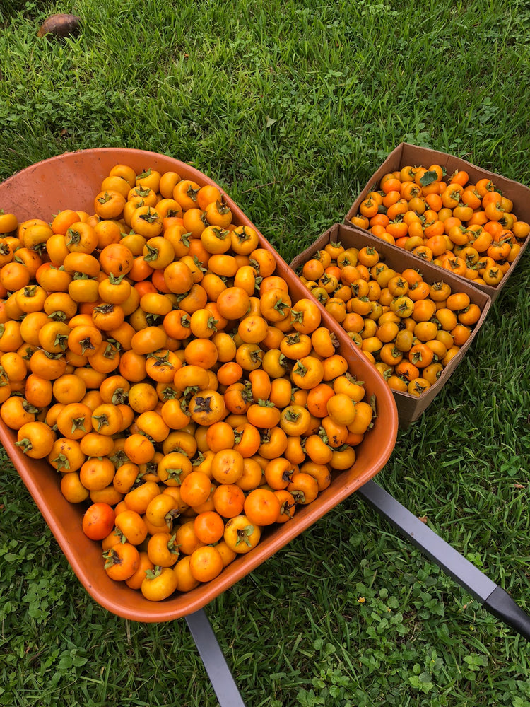 Persimmon Paradise 🍅 + Harvest Update 🌈