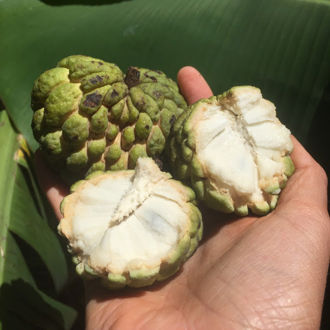 💚💚 It's sugar apple season! 💚💚