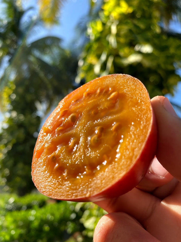 ❤️ Tree Tomato SALE!