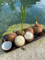 Buy One Get One FREE 🥥 Sprouted Coconut Box