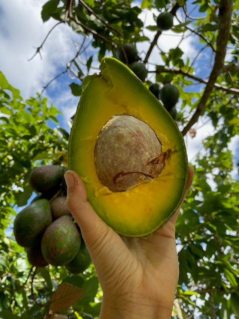 🥑We are harvesting some AMAZING avocado varieties today! 🥑