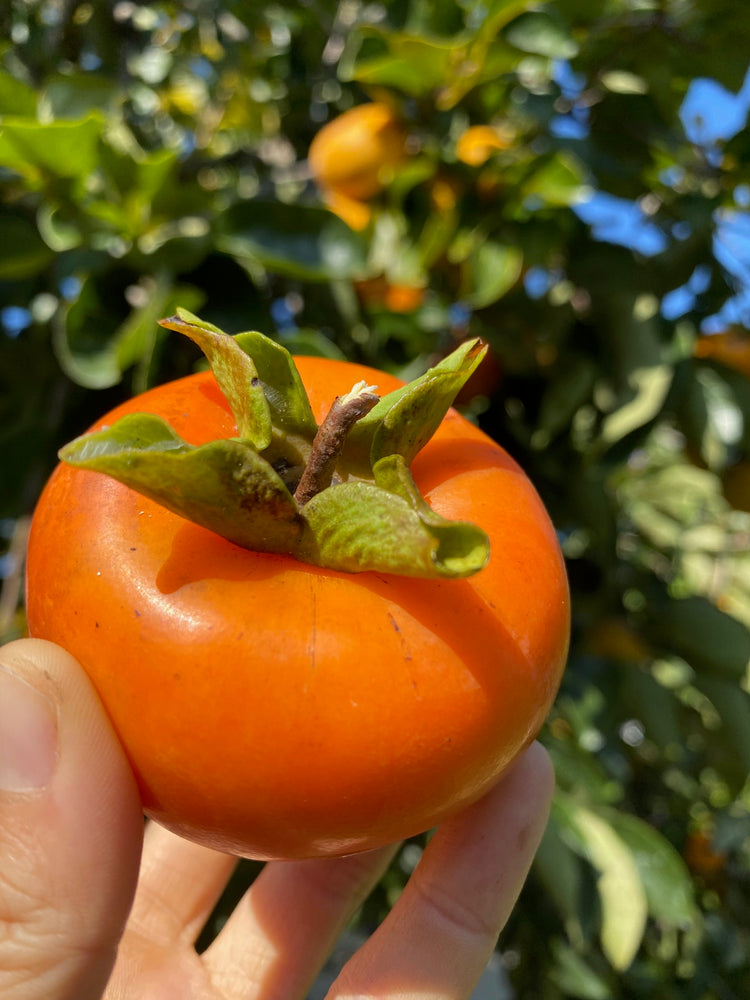 🧡Tropical Persimmon season is about to peak!