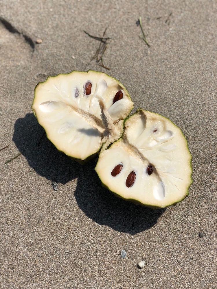 $30 OFF CHERIMOYA 🎊 Sale extended just for you! ⚡️