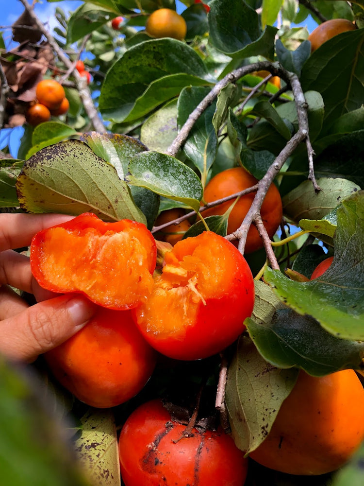 ⌛️Tropical Persimmon season is ALMOST over!!⌛️