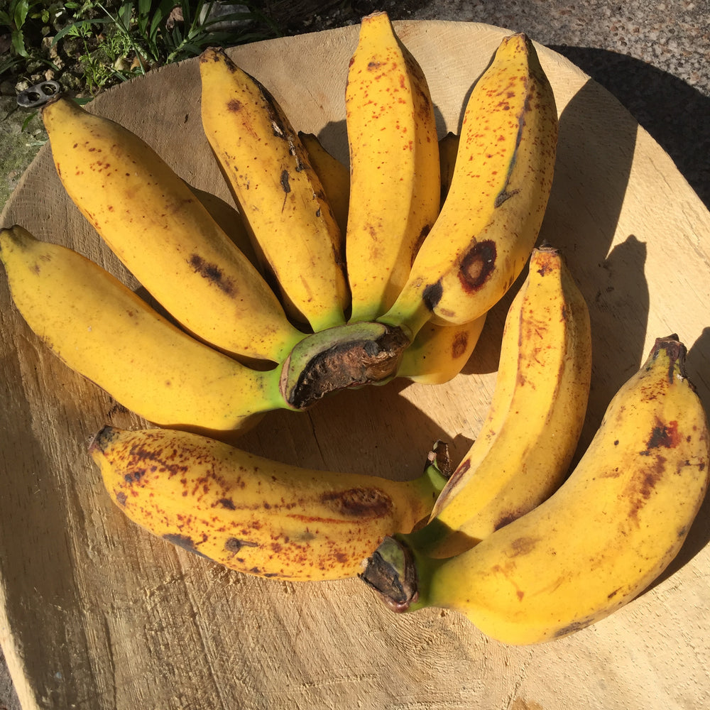 FREE Pisang Raja Banana Box 🍌📦