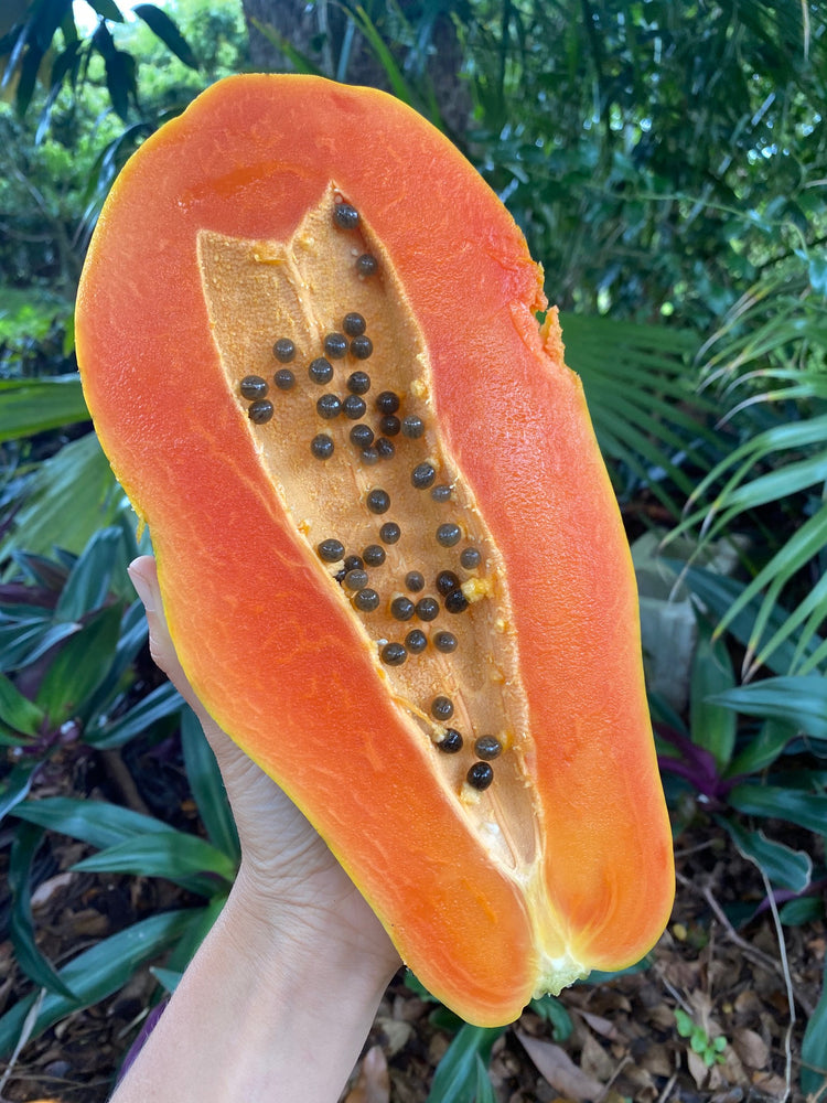 🧡Amazing local Caribbean papaya in season right now