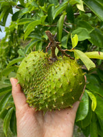 Orange Serbet Mango, Chempejak fruit, and Locally Grown Soursop!