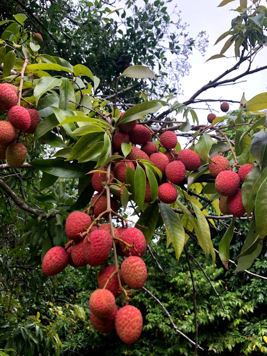 Last call for LYCHEE this year! 💖 – Miami Fruit
