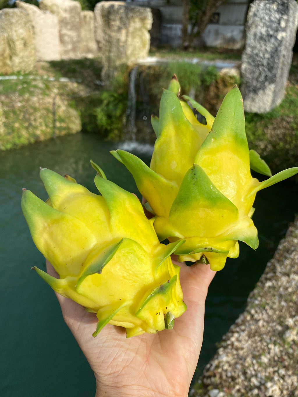 Dragon Fruit Plant Yellow Variety