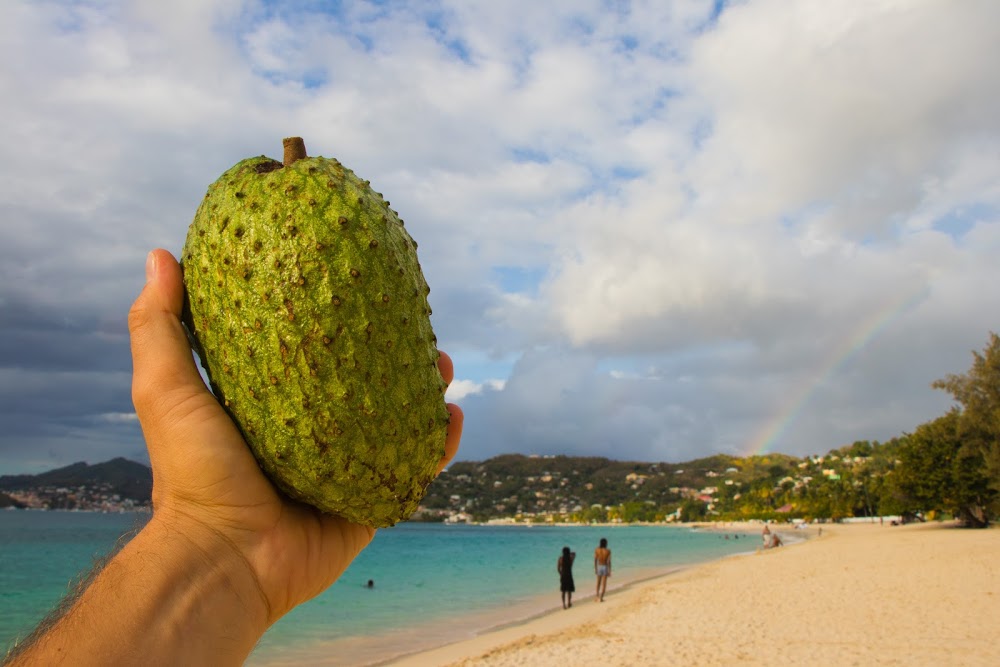 Where our soursop (guanabana) comes from 💚