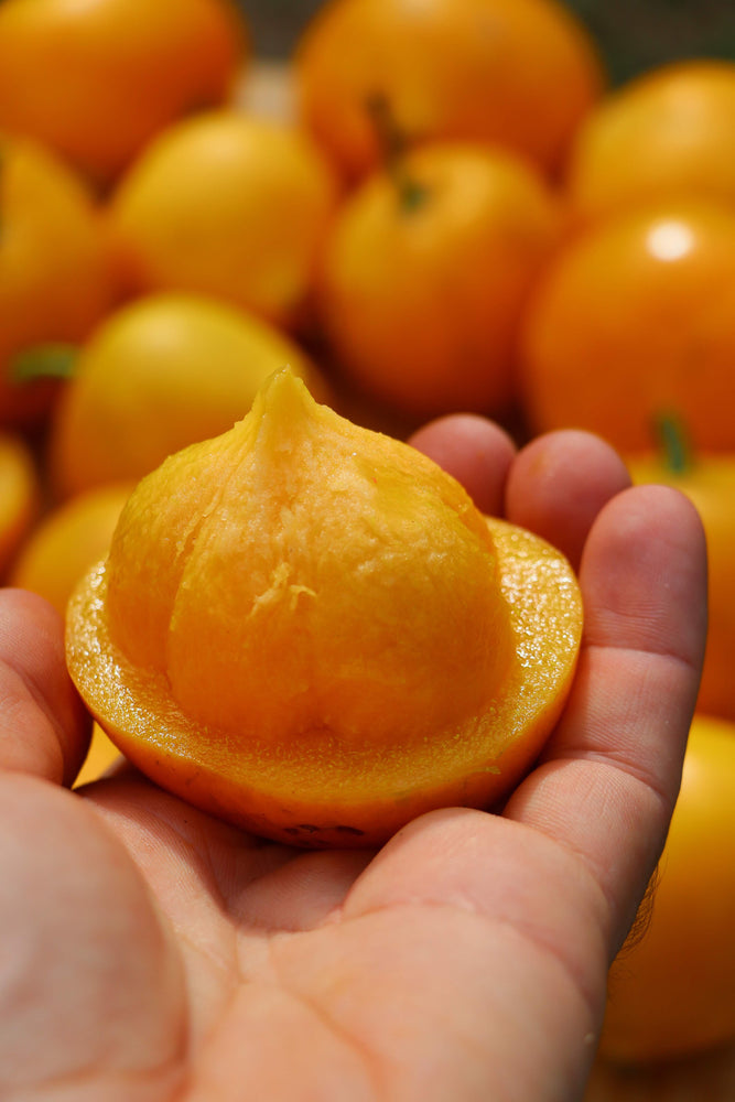 Gamboge Season is Starting! 💛 aka Lemon Mangosteen 🍋