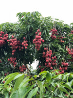 💗Now Harvesting: Mauritius and Sweetheart lychees 🍒