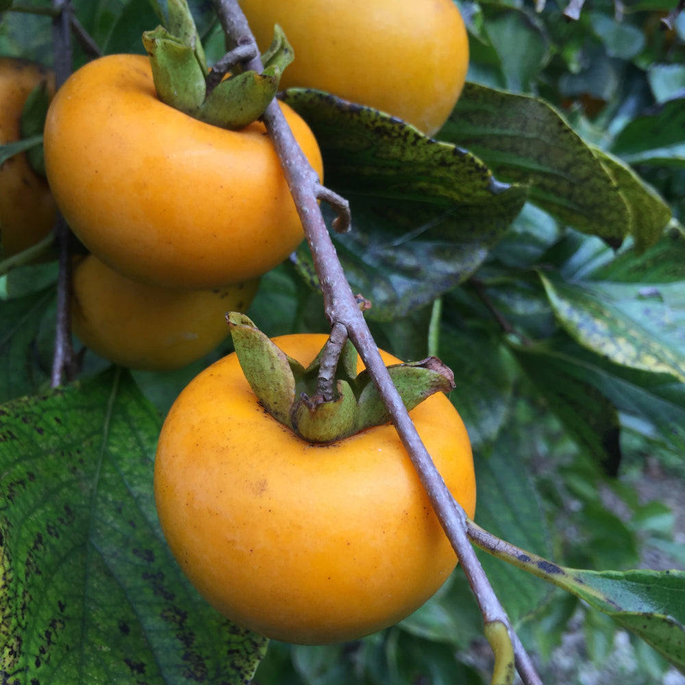 tropical persimmons growing in south florida for sale