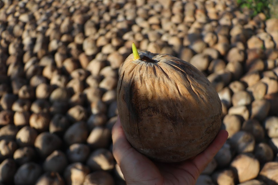 🌴EVERYTHING YOU'VE EVER WANTED TO KNOW ABOUT SPROUTED COCONUTS 🌴