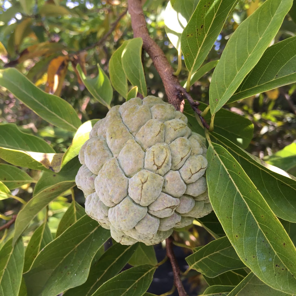 FRESH SUGAR APPLE HARVEST! 💚🌈🙏