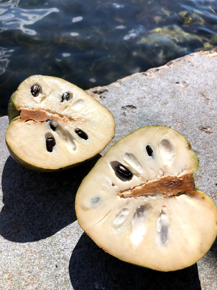 CHERIMOYA SALE 💚 $30 OFF 🎊