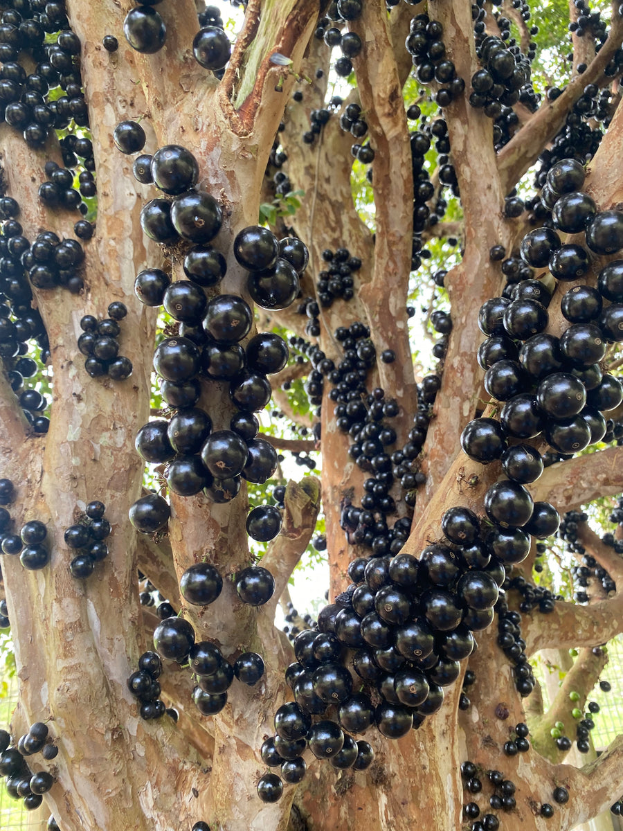 Jaboticaba is available for a limited time ⌛️ – Miami Fruit