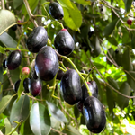 Jamun is now in season! 😍