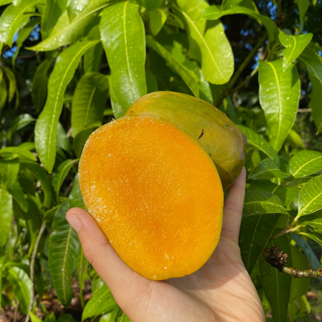 Julie Mango in season now! 🥭 – Miami Fruit