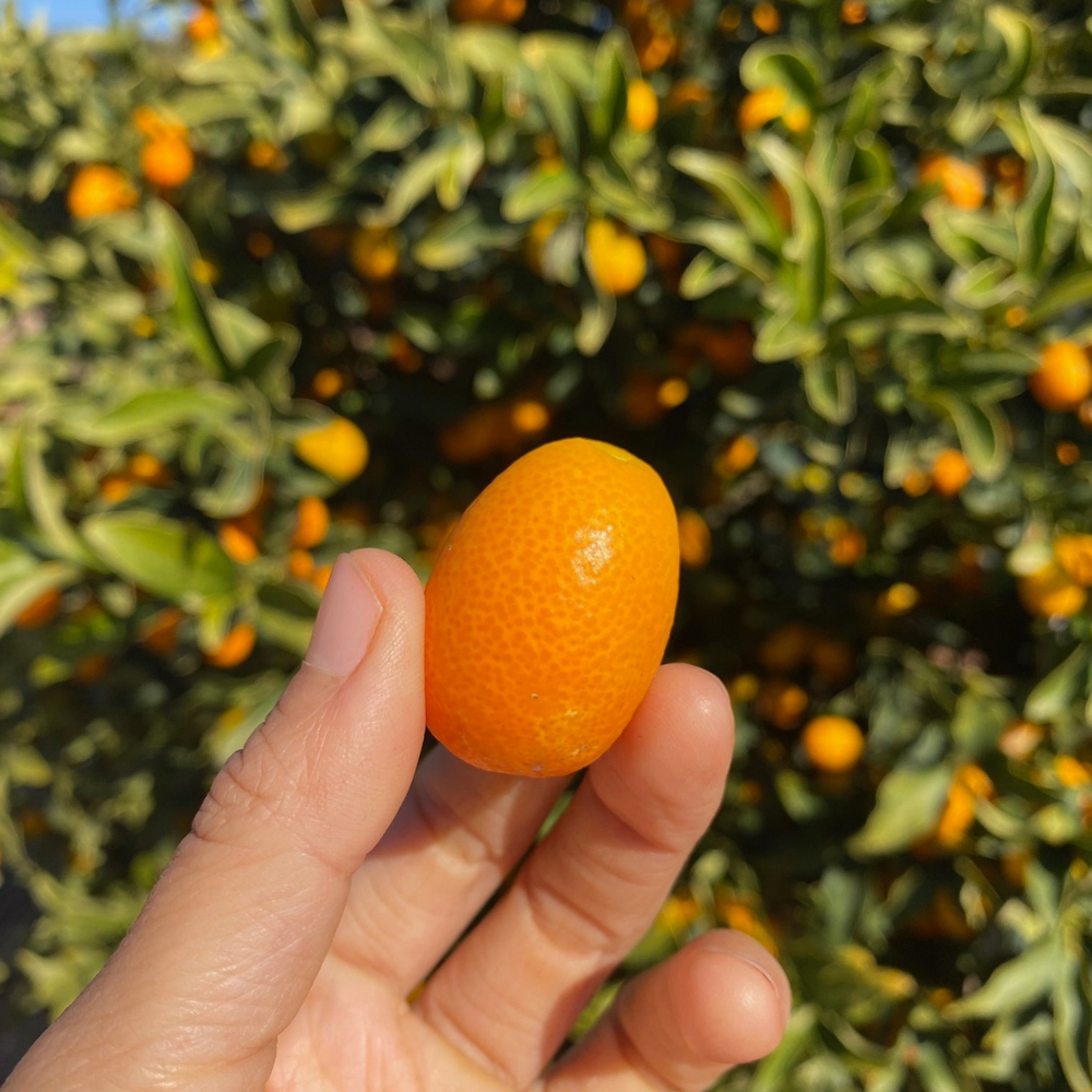 Kumquat season is back 🧡