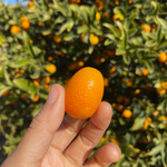 Kumquat season is back 🧡