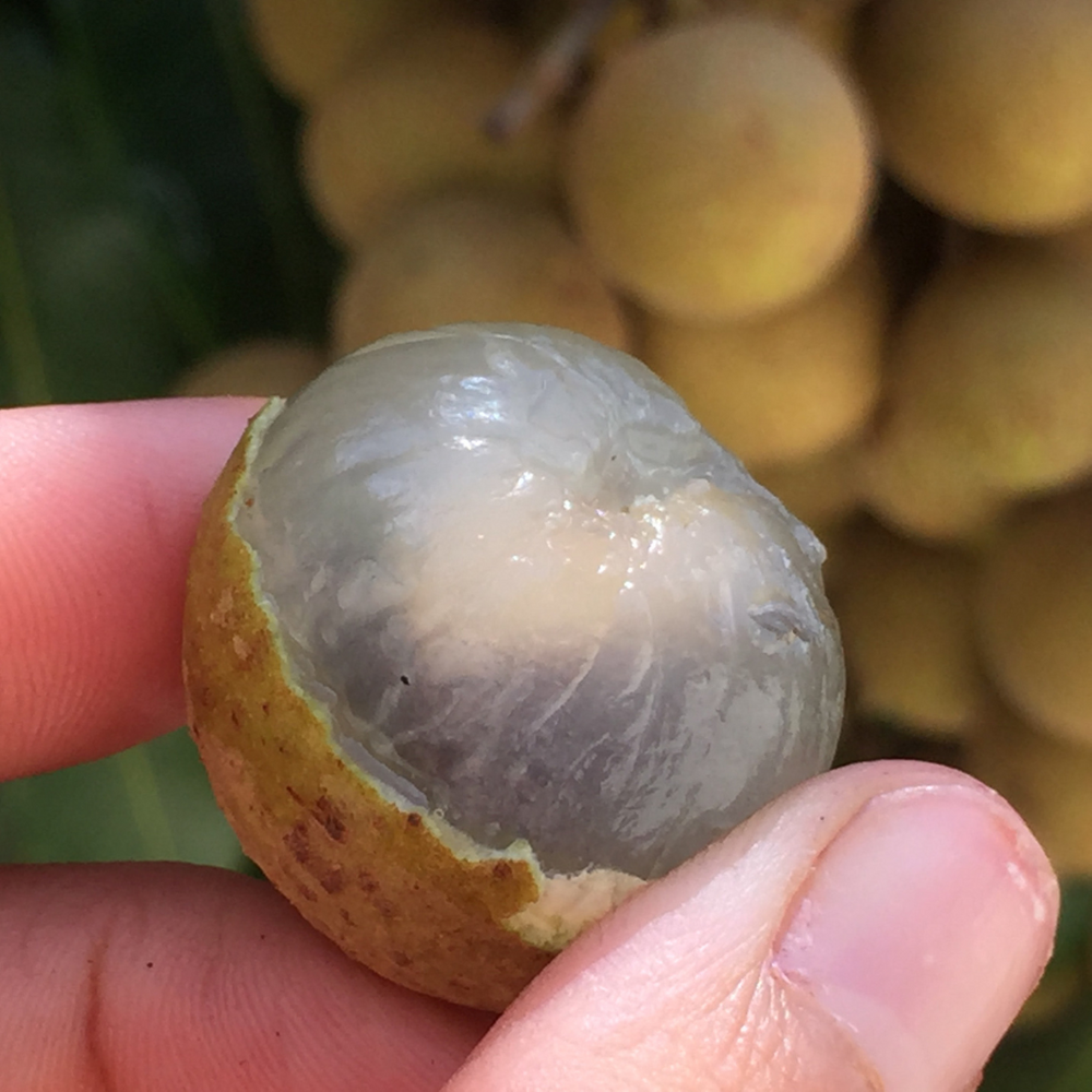 Longan season is bountiful! 🌳🤩