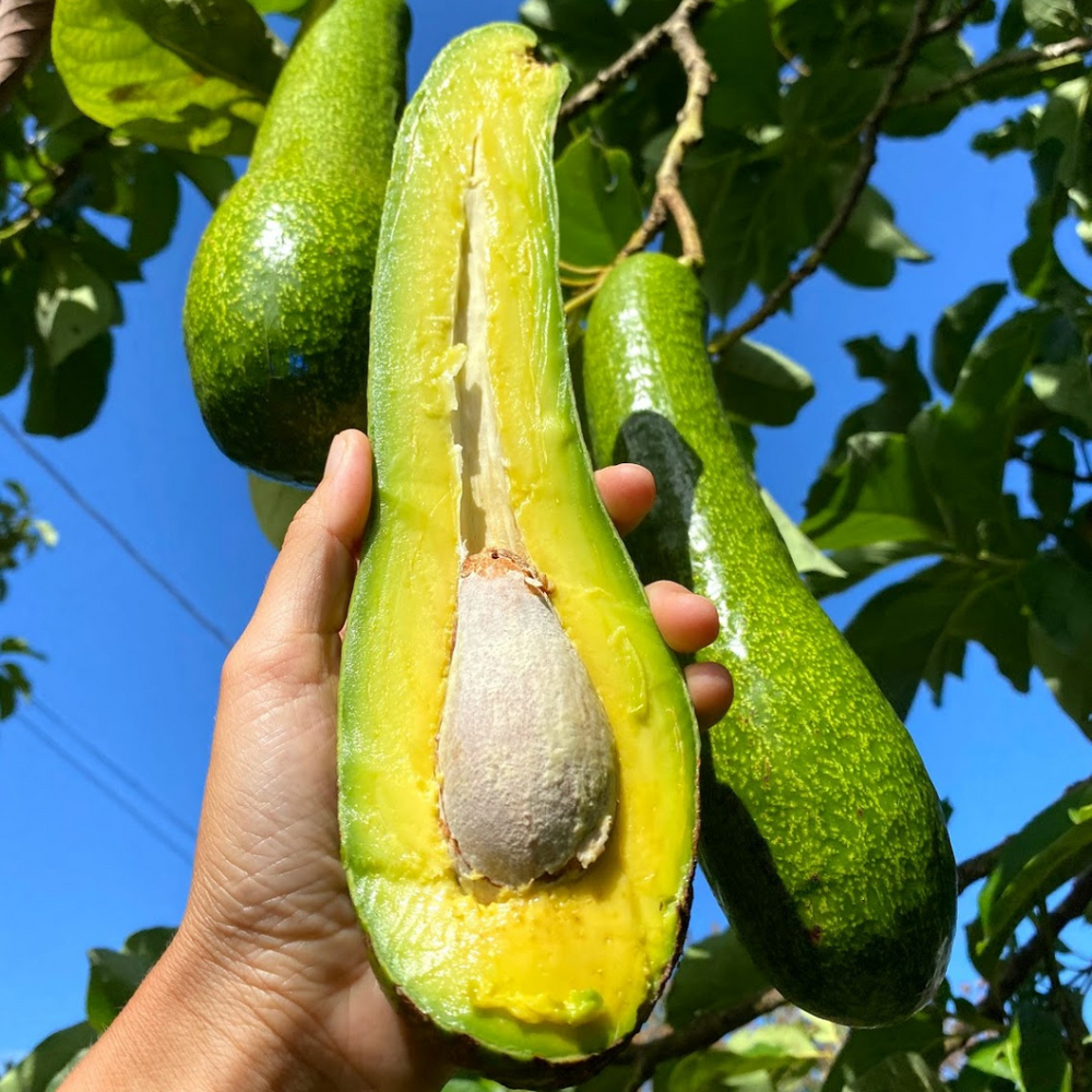 Long Neck Avocados are back! 🦒✨