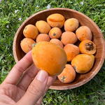 Loquats are available for a limited time 🍑