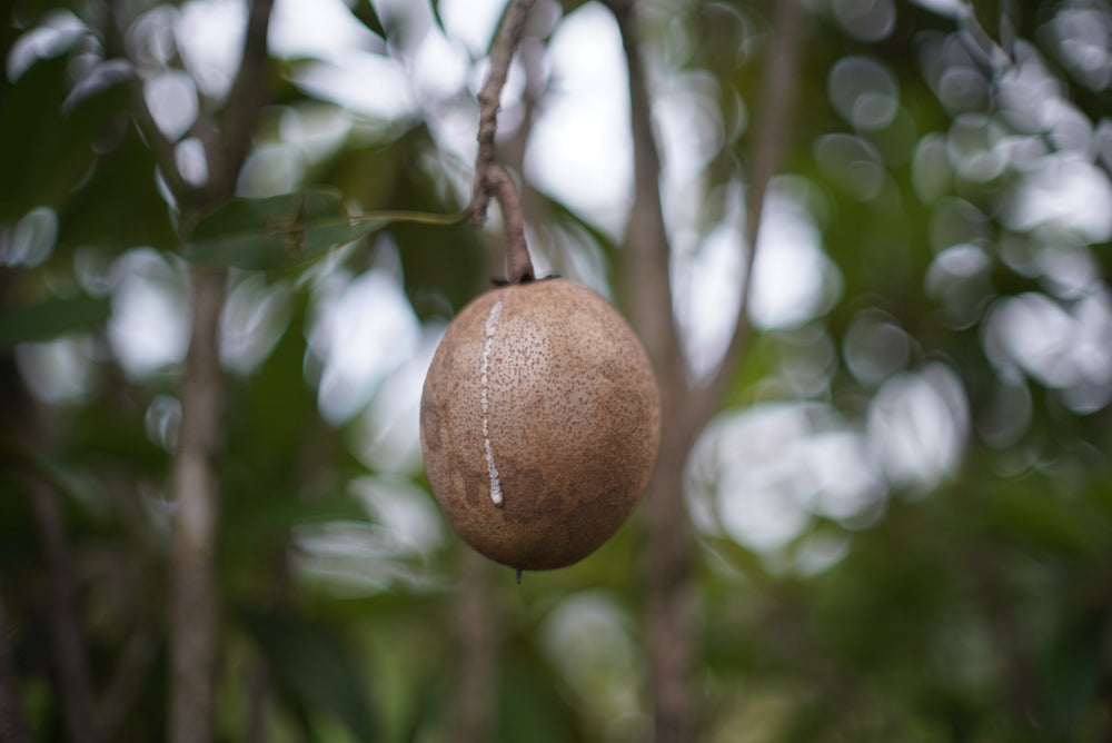 Sapodilla aka brown sugar fruit is trickling into season😍