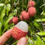 Mauritius Lychee SALE 😍